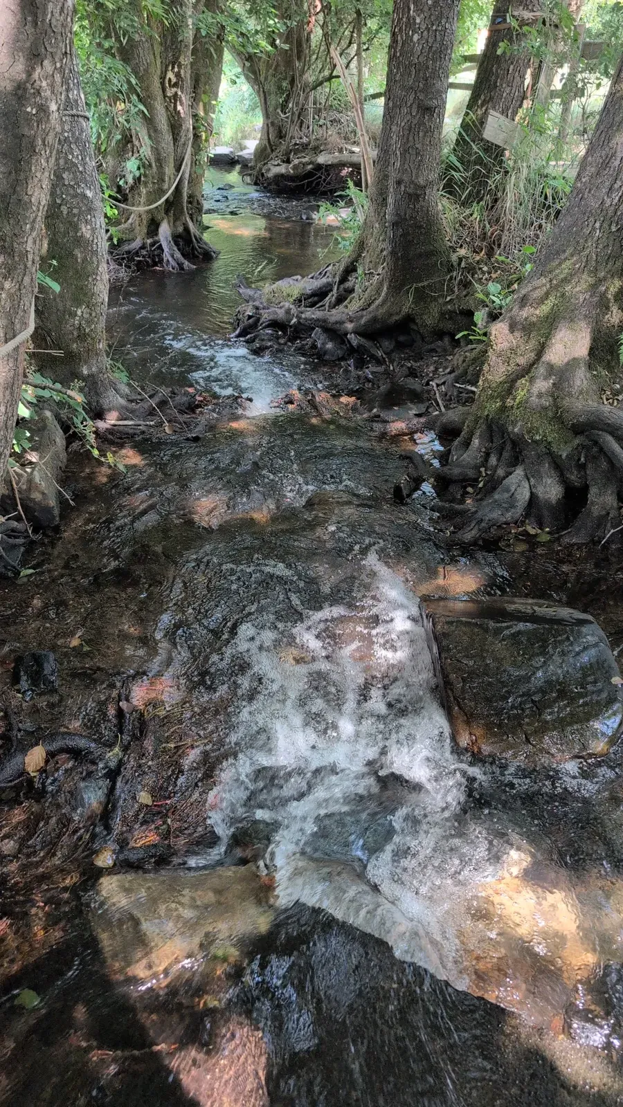 A small waterfall between stones and roots along the trail